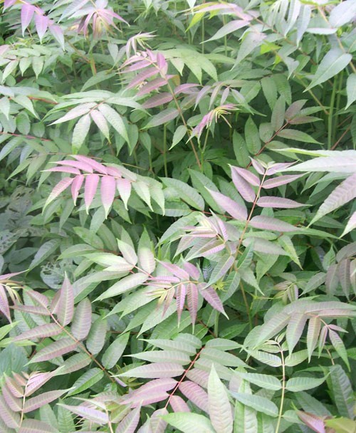 供应供应红油香椿6号|北京中华绿都科贸中心|核