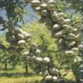 美国大扁桃种苗 图片