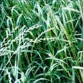 意大利黑麦草种子 图片