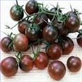 黑番茄种子 图片