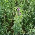 紫花苜蓿种子 图片