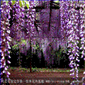 紫薇||入惊儿树||百日红||满堂红 图片