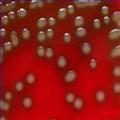 供应生物肥料功能菌种 生物有机肥菌种 供应信息