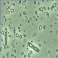 供应生物农药   生物杀虫剂 供应信息