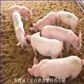 供应发酵床养猪专用菌种   供应信息