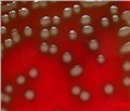 生物肥料功能菌 供应信息