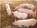 发酵床养猪专用菌种 供应信息