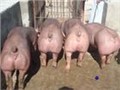 出售瘦肉型苗猪 图片