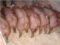 出售瘦肉型苗猪 图片