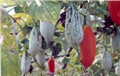 奇异瓜果-老鼠瓜|变色瓜种子 图片