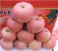 陕西红富士苹果 优质红富士苹果 图片