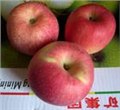 陕西红富士苹果基地，陕西红富士苹果价格基地 图片