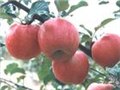 膜袋红富士苹果 图片